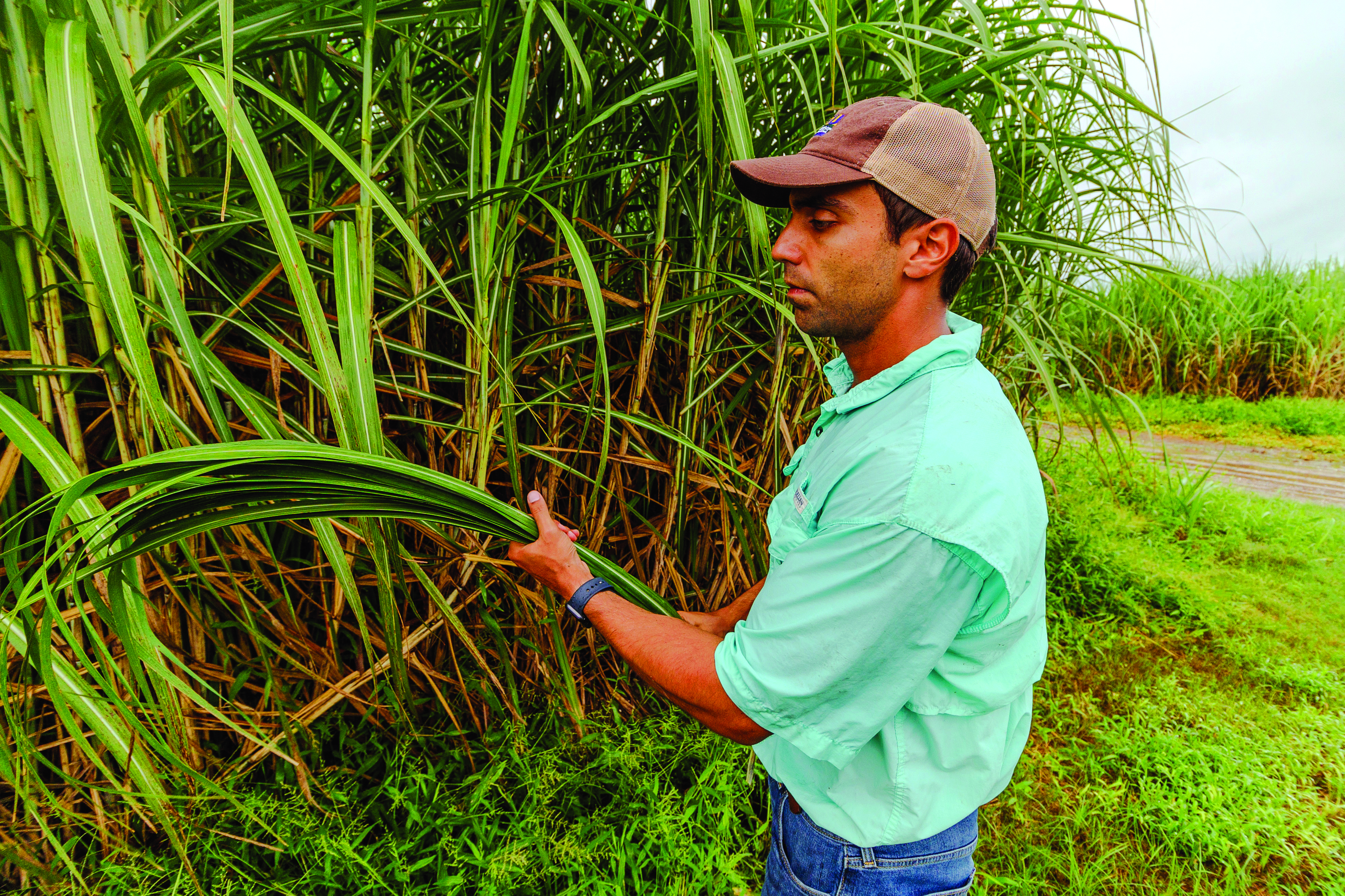 Full Circle: LSU AgCenter Sugarcane Expert's Travels Lead Him Back to the Crop That Started It All